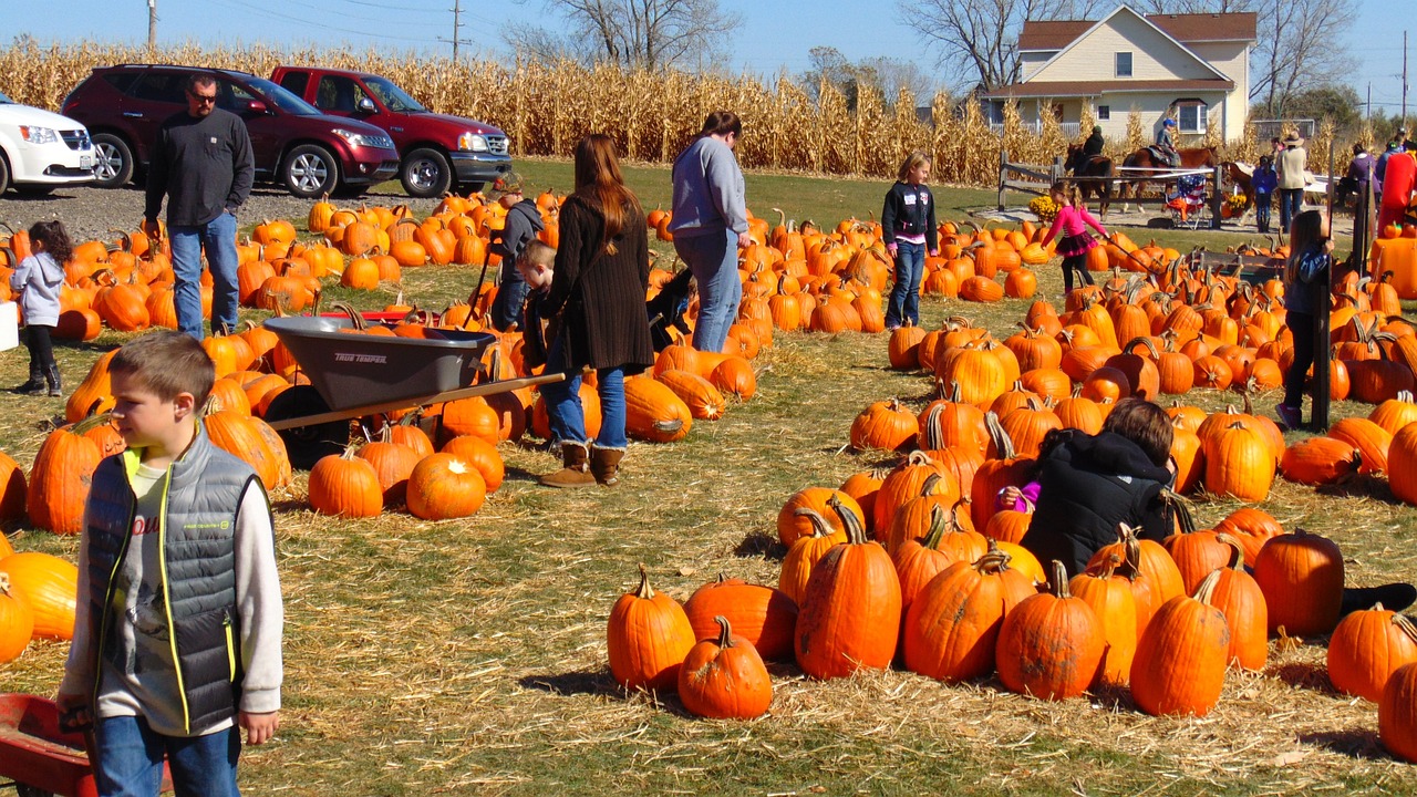 How to Grow a Pumpkin Patch for Halloween